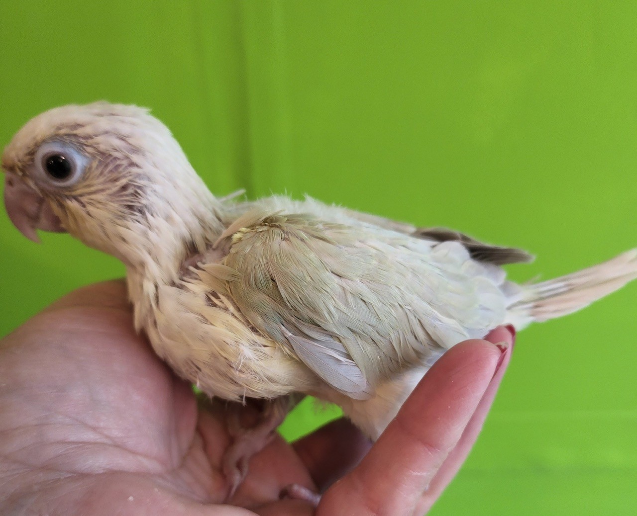 Soft pale green feathering with pastel yellow chest and head, light grayish pastel yellow tail, and light feet.