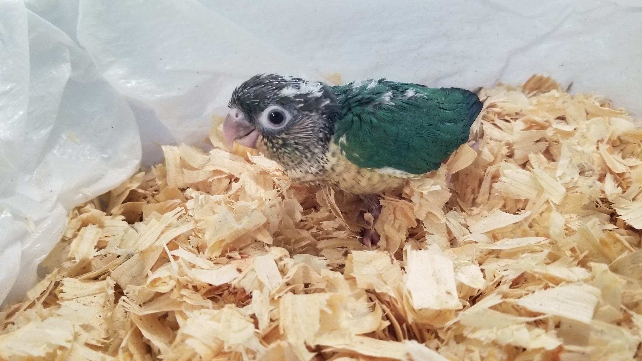 Yellowsided Turquoise Green Cheek Conure baby.