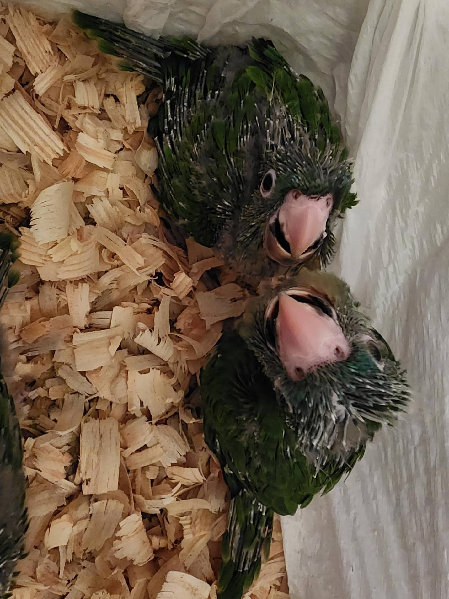 Blue Crown Conure Babies in brooder bin.