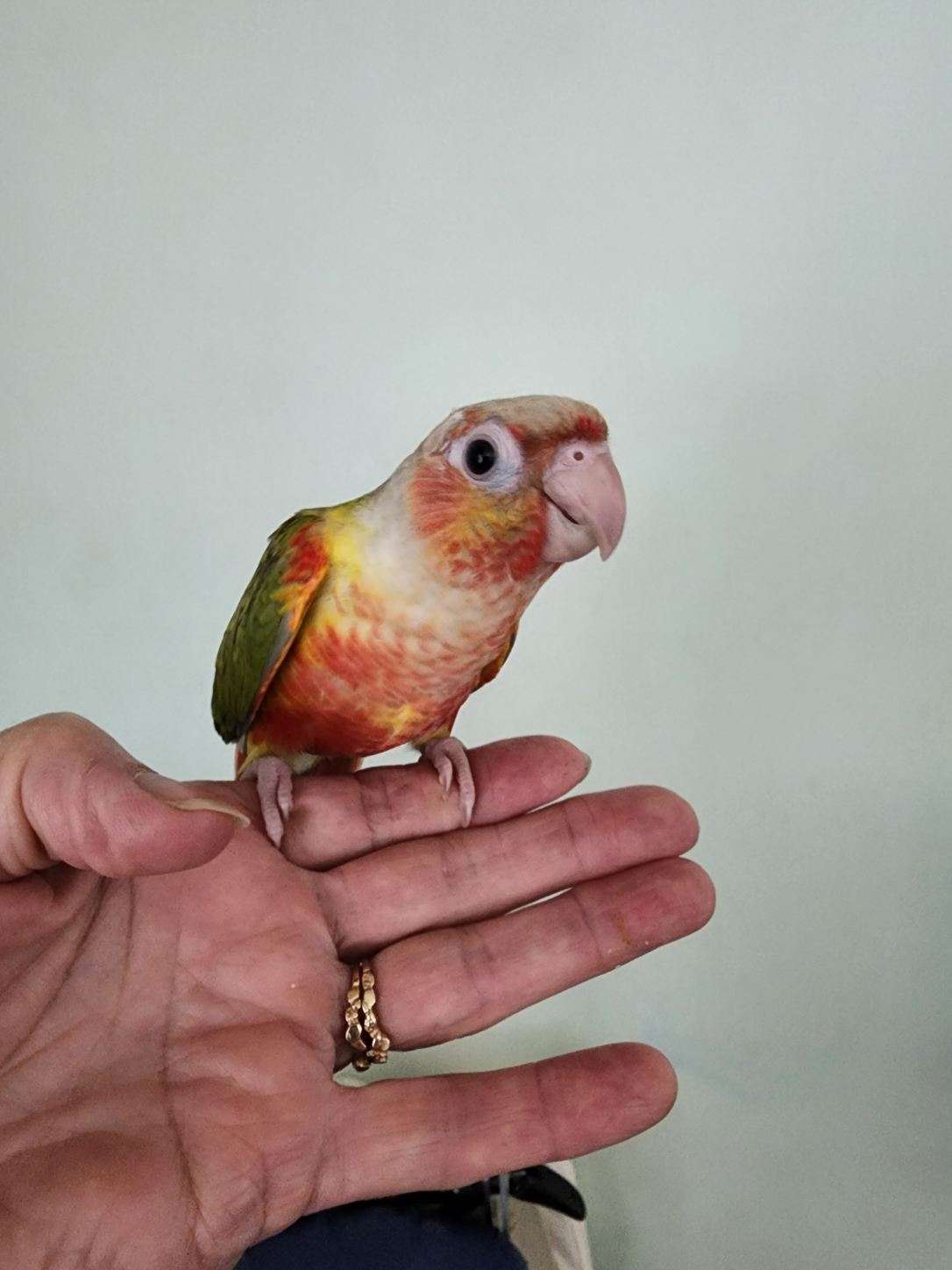 Pineapple Green Cheek Conure baby on my finger.