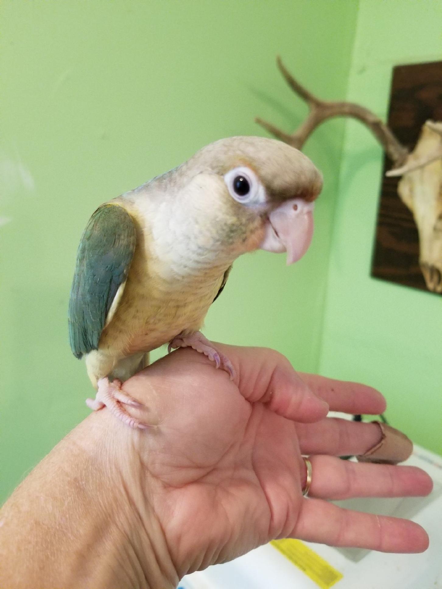 Pineapple Turquoise Green Cheek Conure sitting on my hand.