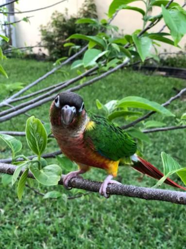 Yellowsided Green Cheek Conure outside on branch