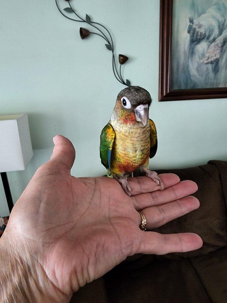 Yellowsided Green Cheek Conure sitting on my hand.