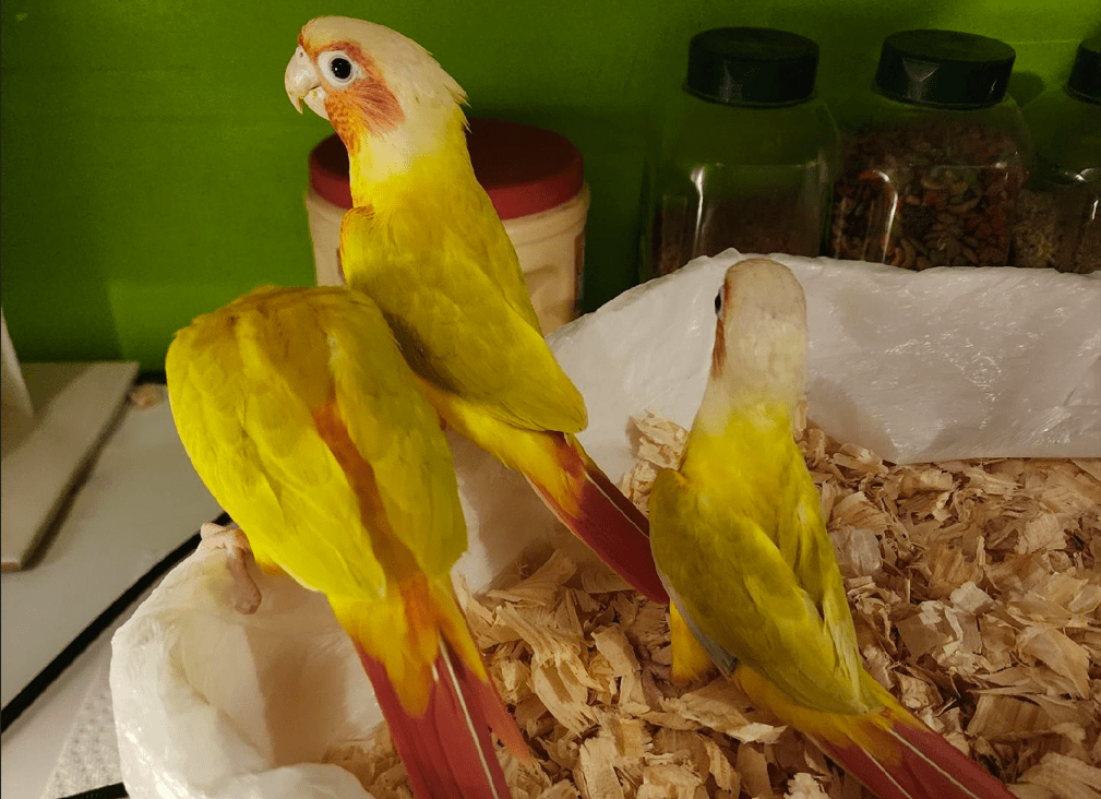 Beautiful bright yellow feathering with orange tail, red chest and cheeks, bright whitish head, and light feet