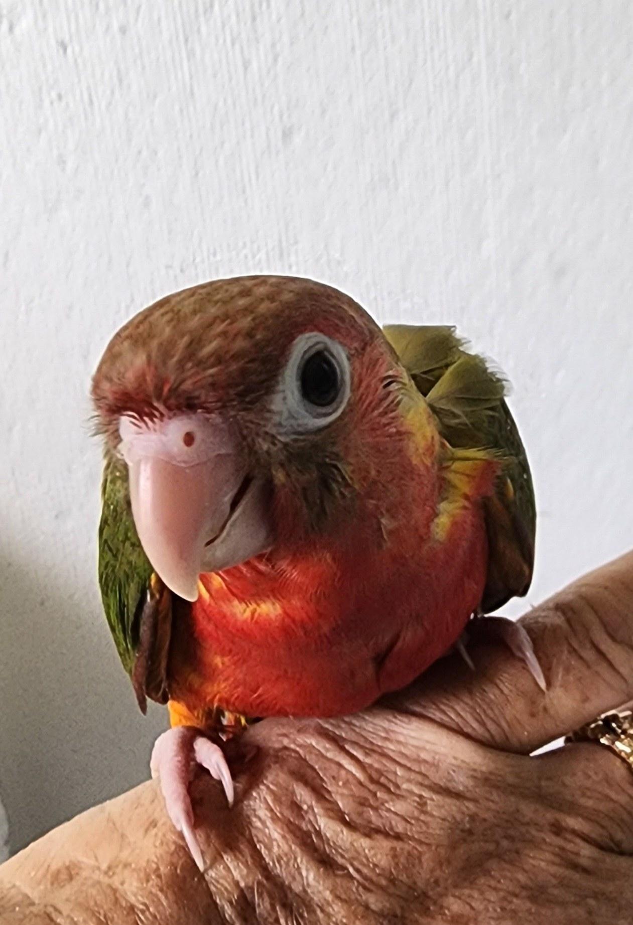 Yellowsided Red Factor Green Cheek Conure Baby