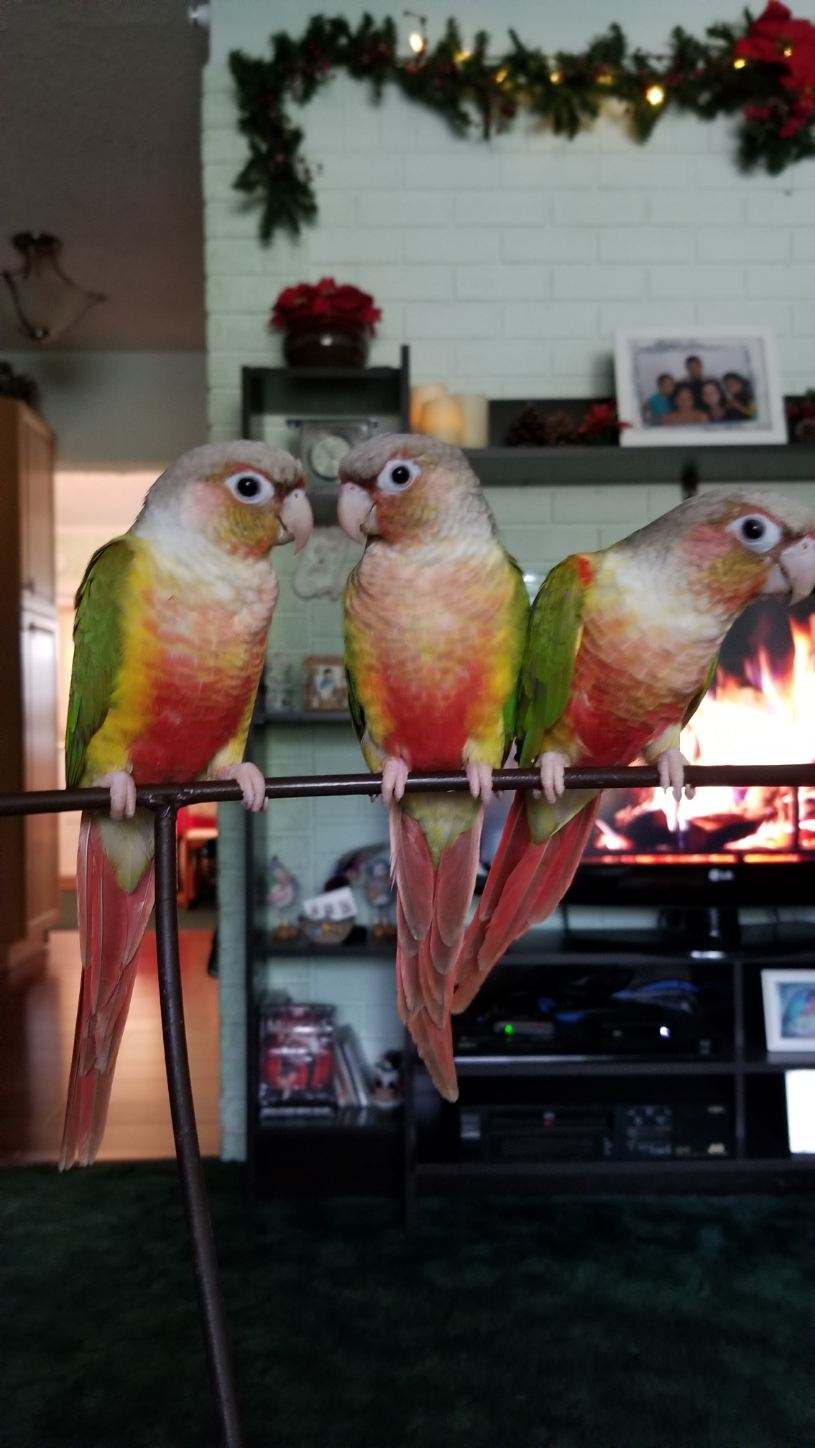 3 Pineapple Green Cheek Conures sitting on a plant stand.